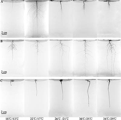 High Temperature can Change <mark class="highlighted">Root System Architecture</mark> and Intensify Root Interactions of Plant Seedlings